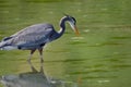 Great blue heron hunts for fish in green tide pool