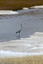 Great blue heron Royalty Free Stock Photo