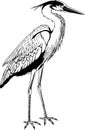 Great Blue Heron Illustration Royalty Free Stock Photo