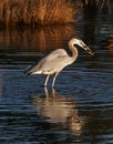 Great Blue Heron with its catch Royalty Free Stock Photo