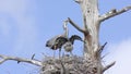 Great Blue Heron with its chicks