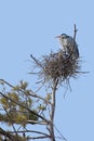 Great Blue Heron on its Nest Royalty Free Stock Photo