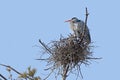Great Blue Heron on its Nest Royalty Free Stock Photo