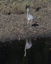 Great blue heron with its reflection standing on the bank at the edge of the Grand River in Oklahoma.