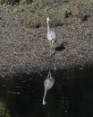 Great blue heron with its reflection standing on the bank at the edge of the Grand River in Oklahoma.