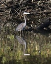 Great blue heron with its reflection standing in the water at the edge of the Grand River in Oklahoma.