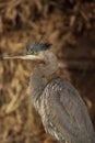 A Great Blue Heron, in its winter plumage.