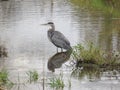 Great Blue Heron in the Jock River