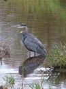 Great Blue Heron in the Jock River