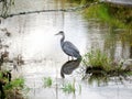 Great Blue Heron in the Jock River