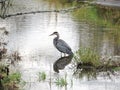 Great Blue Heron in the Jock River