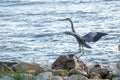 Great blue heron landing on rocks by the water Royalty Free Stock Photo