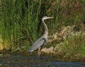 The Great Blue Heron Royalty Free Stock Photo