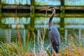 Great Blue Heron Royalty Free Stock Photo