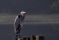 Great Blue Heron at Kirby Park in the Elkhorn Slough at Moss Landing in the Monterey Bay on the central coast of California United Royalty Free Stock Photo