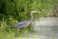 Great Blue Heron in LaGrange, NY