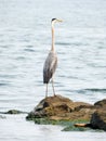 Great Blue Heron on Cayuga Lake shoreline boulder Royalty Free Stock Photo