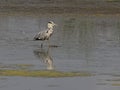 Great blue heron in a lake in Bourgoyen nature reserve, Ghent, Belgium Royalty Free Stock Photo