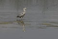 Great blue heron in a lake in Bourgoyen nature reserve, Ghent, Belgium Royalty Free Stock Photo