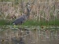 Great Blue Heron on a lake in Geist Park Fishers, Indiana