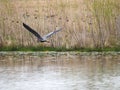 Great Blue Heron on a lake in Geist Park Fishers, Indiana