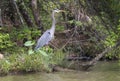 Great Blue Heron on Lake Oconee in Greene County, Georgia, USA Royalty Free Stock Photo