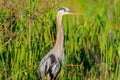 Great Blue Heron at Lake Wier Royalty Free Stock Photo