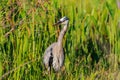 Great Blue Heron at Lake Wier Royalty Free Stock Photo
