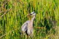 Great Blue Heron at Lake Wier Royalty Free Stock Photo