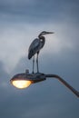 Great Blue Heron on lamp post Royalty Free Stock Photo