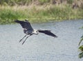 Great Blue Heron landing Royalty Free Stock Photo