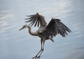 Great Blue Heron landing Royalty Free Stock Photo