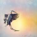 Great Blue Heron landing in Florida wetlands Royalty Free Stock Photo