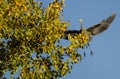 Great Blue Heron Landing in a Golden Autumn Tree Royalty Free Stock Photo