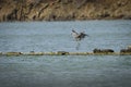 Great Blue Heron landing