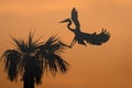 Great Blue Heron Landing in a Palm Tree at Sunrise