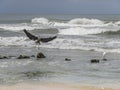 Great Blue Heron Landing by a Snowy Egret on the Beach Royalty Free Stock Photo