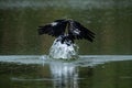 A great blue heron landing on the water Royalty Free Stock Photo