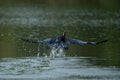 A great blue heron landing on the water Royalty Free Stock Photo