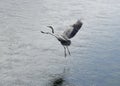 Great Blue Heron in for the landing Royalty Free Stock Photo