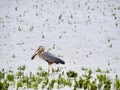 Great Blue Heron with Large Fish