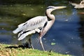 Great Blue Heron Large Wading Bird Royalty Free Stock Photo