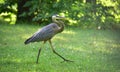 Great blue heron. Large wading bird in heron family Ardeidae. Royalty Free Stock Photo