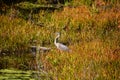 Great blue heron is a large wading bird in the heron family Ardeidae Royalty Free Stock Photo