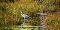 Great blue heron is a large wading bird in the heron family Ardeidae Royalty Free Stock Photo