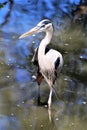 Great Blue Heron Large Wading Bird Royalty Free Stock Photo