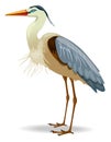 Great blue heron- Vector illustration