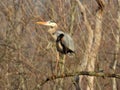 Great Blue Heron sitting on branch across from nest