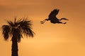 Great Blue Heron Leaving its Nest at Sunrise - Florida