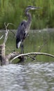 Great Blue Heron on Log Royalty Free Stock Photo